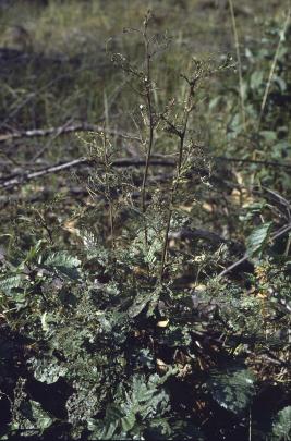 Lepänlehtikuoriainen