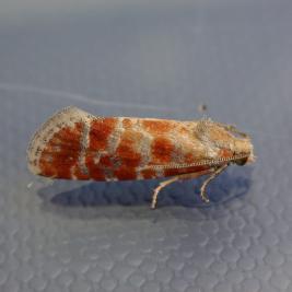 Männynversokääriäinen