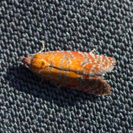 Punaversokääriäinen