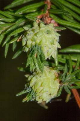 Pikkuhavukirvan tuoreita äkämiä