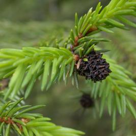 Pikkuhavukirvan vanha äkämä