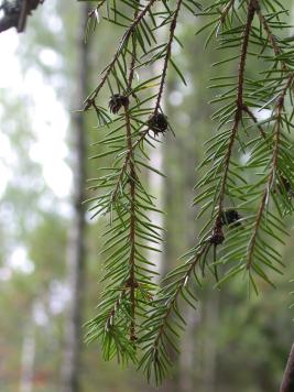 Pikkuhavukirvan äkämiä