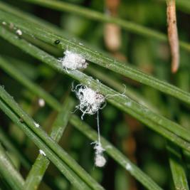 Pikkuhavukirva lehtikuusella