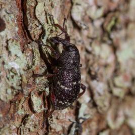 Pikkutukkikärsäkäs