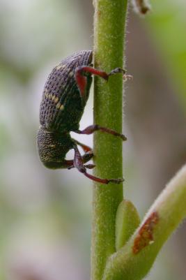 Pikkutukkikärsäkäs