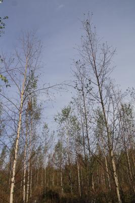 Pulskamailapistiäinen