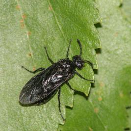 Pulskamailapistiäinen