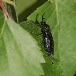 Pulskamailapistiäinen