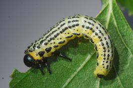 Pulskamailapistiäinen