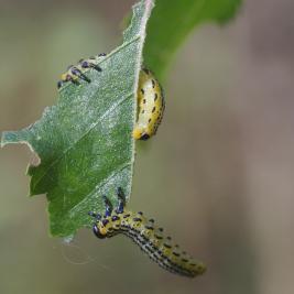 Pulskamailapistiäinen