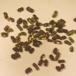 Pulskamailapistiäinen