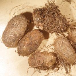 Pulskamailapistiäinen