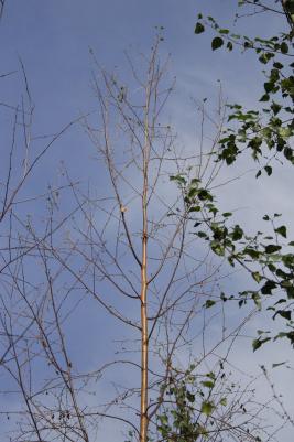 Pulskamailapistiäinen