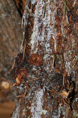 Ruskokiiltokääriäinen