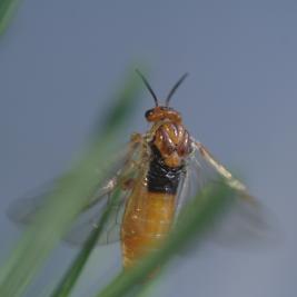 Ruskomäntypistiäinen
