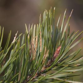 Ruskomäntypistiäinen