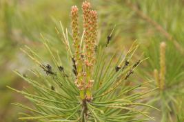 Ruskomäntypistiäinen