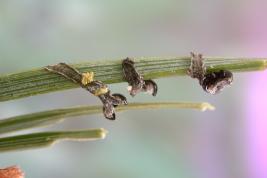 Ruskomäntypistiäinen