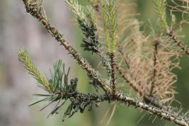 Ruskomäntypistiäinen