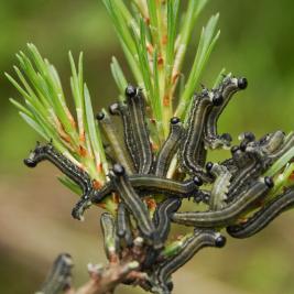 Ruskomäntypistiäinen