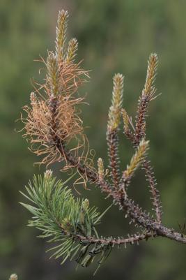 Ruskomäntypistiäinen