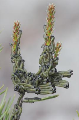 Ruskomäntypistiäinen