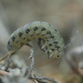 Ruskomäntypistiäinen