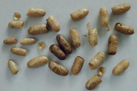 Ruskomäntypistiäinen