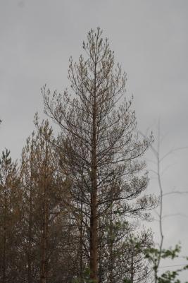 Ruskomäntypistiäinen