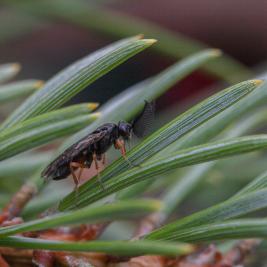 Ruskomäntypistiäinen
