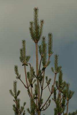 Ruskomäntypistiäinen