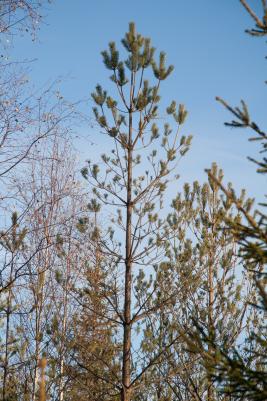 Ruskomäntypistiäinen