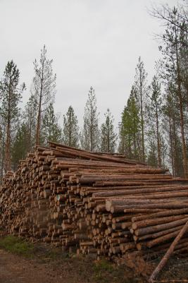 Ruskomäntypistiäinen