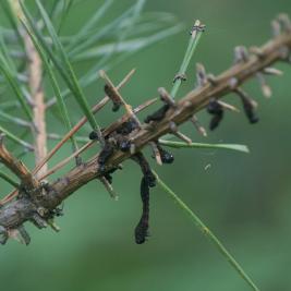Ruskomäntypistiäinen