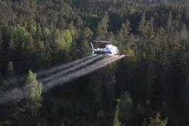 Ruskomäntypistiäinen