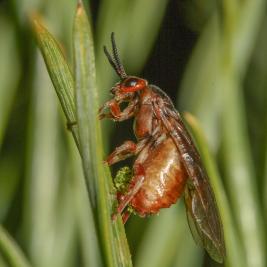 Ruskomäntypistiäinen