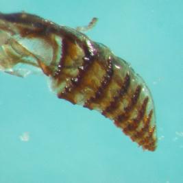 Ruskomäntypistiäinen