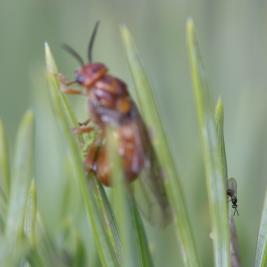 Ruskomäntypistiäinen