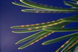 Ruskomäntypistiäinen