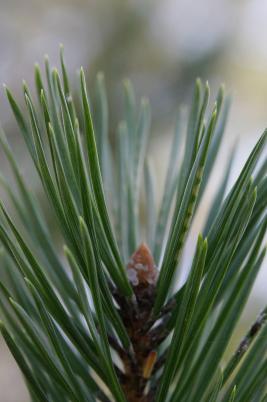 Ruskomäntypistiäinen