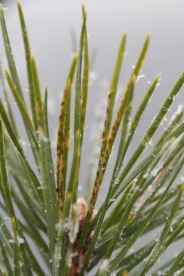 Ruskomäntypistiäinen