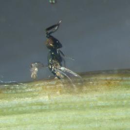 Ruskomäntypistiäinen