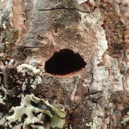 Aikuisen ulostuloreikä