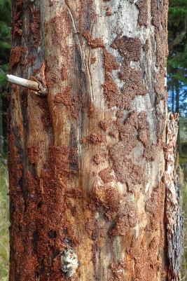 Sarvijaakon syömäjälki kaarnan alla