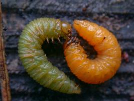 Tähtikudospistiäisen eonymfi