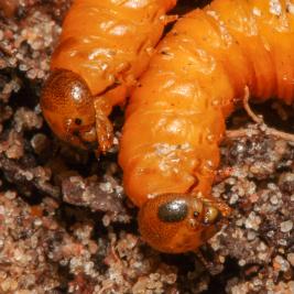 Tähtikudospistiäisen eo- ja pronymfi