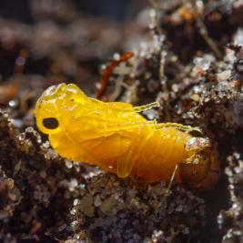 Tähtikudospistiäisen kotelo