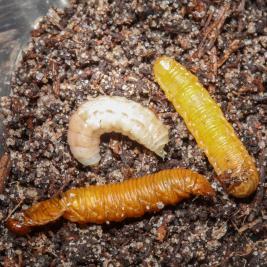 Tähtikudospistiäisen loiset