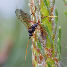 Tähtikudospistiäisen loiset