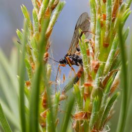 Tähtikudospistiäisen loiset